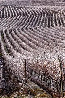 Sylvain Cordier: Itterswiller, a frosty vineyard