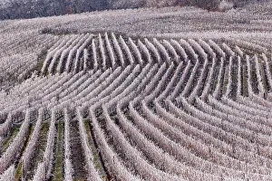 Sylvain Cordier: Itterswiller, a frosty vineyard