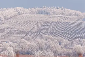 Sylvain Cordier: Itterswiller, a frosty vineyard