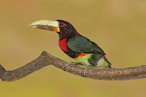 Aracari: Ivory-billed Aracari