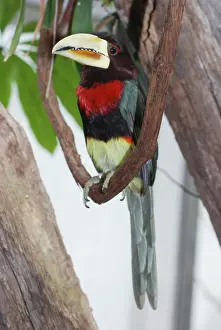 Aracaris: Ivory-billed Aracari - forests of North Western