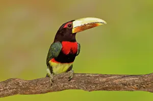 Aracari: Ivory-billed Aracari-perched