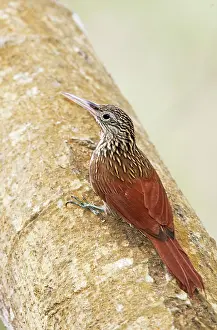 Flavigaster: Ivory-billed Woodcreeper
