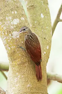 Flavigaster: Ivory-billed Woodcreeper