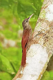 Flavigaster: Ivory-billed Woodcreeper