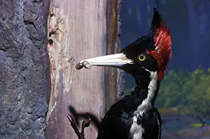 Campephilus: Ivory-Billed Woodpecker