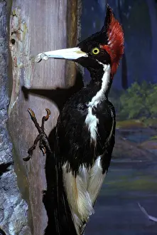 Campephilus: Ivory-Billed Woodpecker