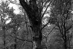 Singer: Ivory-Billed Woodpecker at Nest