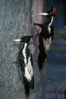 Campephilus: Ivory-Billed Woodpeckers