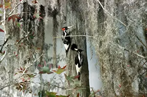 Campephilus: Ivory-Billed Woodpeckers