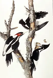 Engraving: Ivory-Billed Woodpeckers