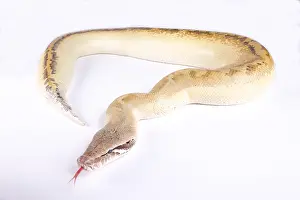 Crawl: Ivory blood python (Python brongersmai) on white