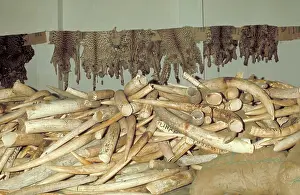 Trophy: Ivory and cat skins - having been confiscated from poachers