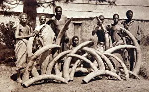 Natives: Ivory collecting in Nyasaland, old postcard probably c1920s