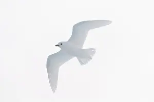 Enviroment: Ivory Gull