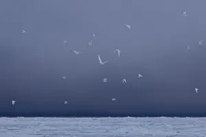 Pagophila: Ivory Gull