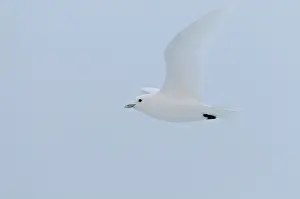 Pagophila: Ivory Gull