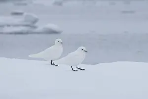 Laridae: Ivory Gull
