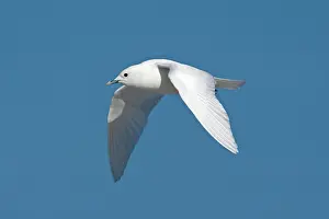 Pagophila: Ivory Gull - adult in flight