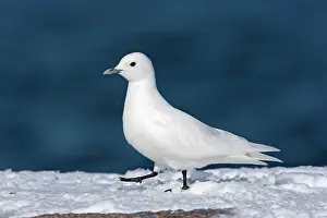 Pagophila: Ivory Gull - adult in snow