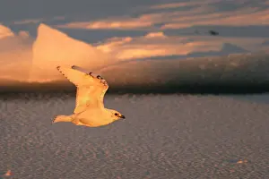 Pagophila: Ivory Gull - in flight