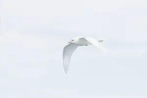 Pagophila: Ivory Gull - In flight over sea ice