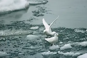 Pagophila: Ivory GULL - on ice