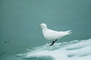 Pagophila: Ivory GULL - on ice