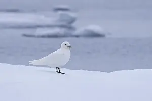 Seagull: Ivory gull (Pagophila eburnea) (Larus eburneus)