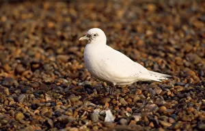 Pagophila: IVORY GULL - ON PEBBLES