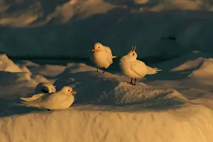 Pagophila: Ivory Gull resting on ice