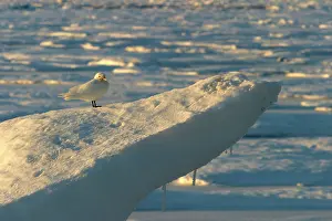 Pagophila: Ivory Gull resting on ice