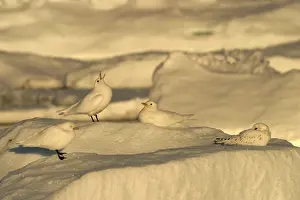 Pagophila: Ivory Gull resting on ice