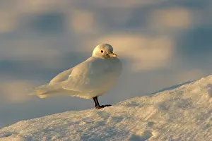 Pagophila: Ivory Gull resting on ice