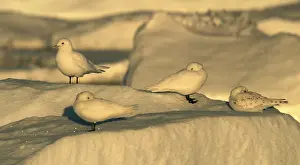 Pagophila: Ivory Gull resting on ice