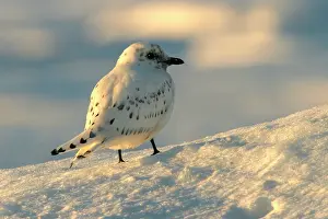 Pagophila: Ivory Gull resting on ice