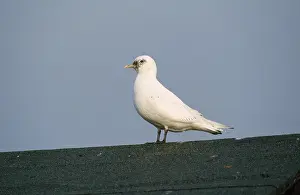 Pagophila: IVORY GULL - ON ROOF