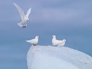 Pagophila: Ivory Gulls