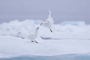 Gulls: Three ivory gulls (Pagophila eburnea) (Larus eburneus)