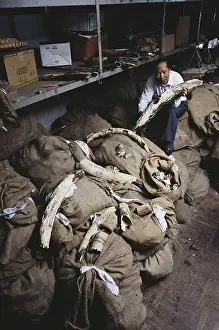 Warehouse: Ivory Importer, Hong Kong