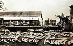 Ivory: Ivory shipment at the station in Leopoldville, Belgian