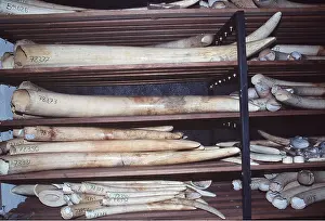 Zimbabwe: IVORY STOCK