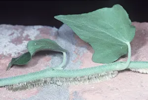 Roots: IVY - adhesive roots on brick