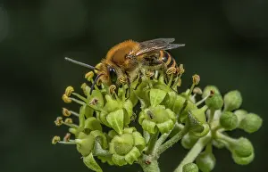 Colonial: Ivy bee, Colletes hederae, feeding on Ivy flower