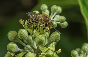 Colonial: Ivy bee, Colletes hederae, feeding on Ivy flower