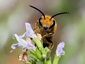 Foraged: Ivy Bee (Colletes hederae) male on Common Calamint