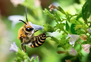 Foraged: Ivy Bee (Colletes hederae) male on Common Calamint
