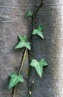 Hedera: Ivy on beech
