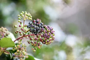 Berry: Ivy - Berries - UK