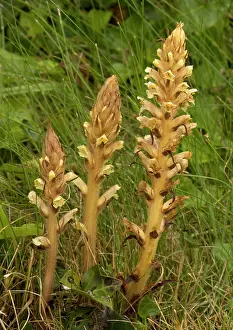 Hederae: Ivy Broomrape